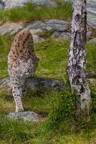 108 Lynx.jpg